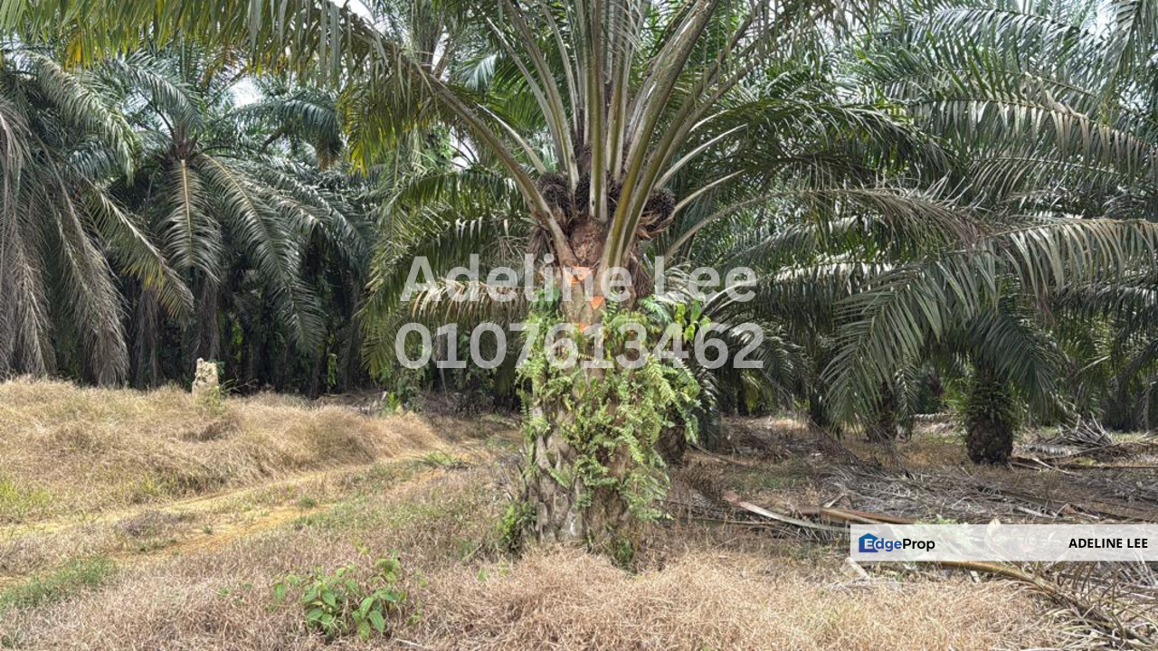 Senai, Kulai, Johor, Johor, Kulai