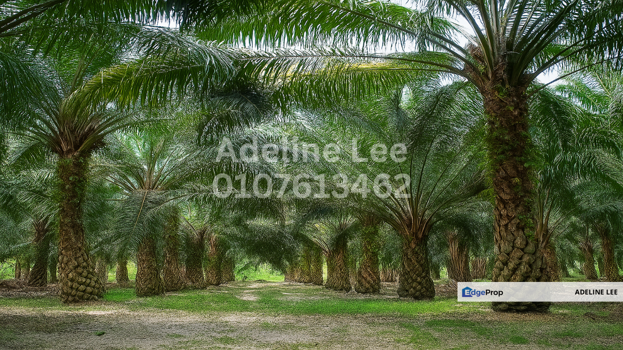 Bandar Mersing, Mersing, Johor, Johor, Mersing