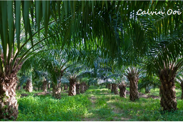 Kulim Near To Main Road 500m Agriculture land 