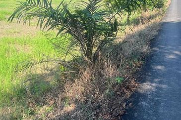 Development land facing mainroad between Bagan Serai and Parit Buntar