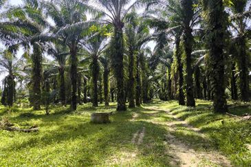 Development land facing mainroad between Bagan Serai and Parit Buntar