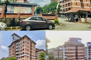 Evergreen Park Acorn and Hazel