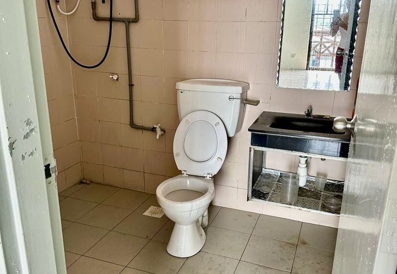 Evergreen Park Acorn and Hazel