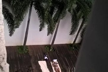 Taragon Puteri Bintang