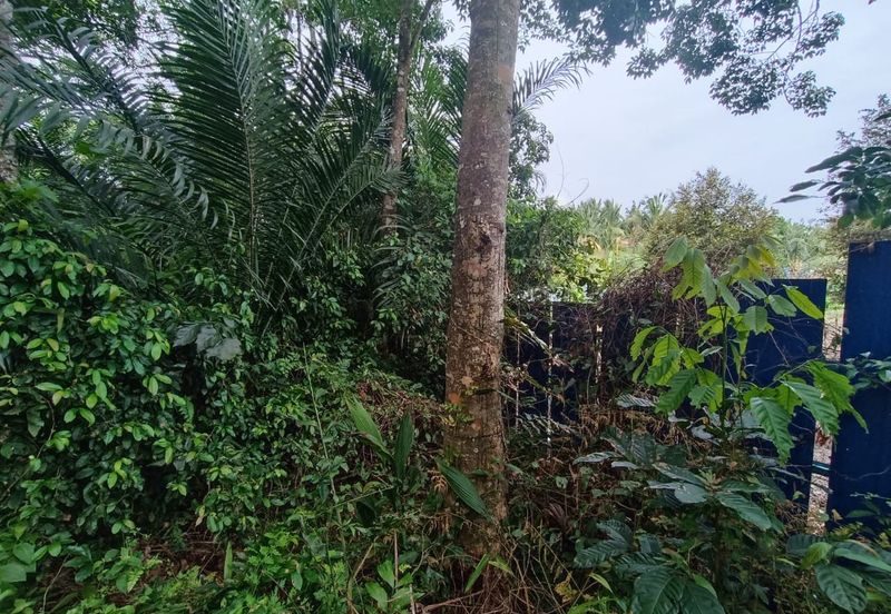 Rubber Land Machap Melaka for Sale