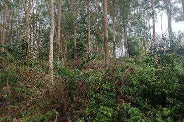 Rubber Land Machap Melaka for Sale