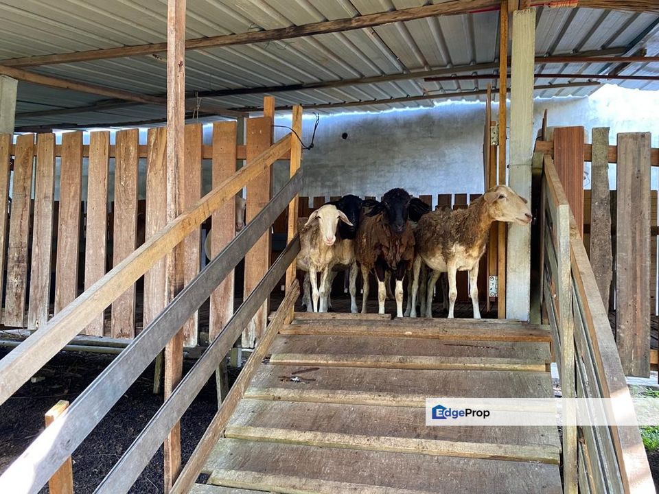 Freehold Bungalow Swiftlet House & Land Kg Panchor for Sale, Melaka, Durian Tunggal