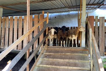 Freehold Bungalow Swiftlet House & Land Kg Panchor for Sale