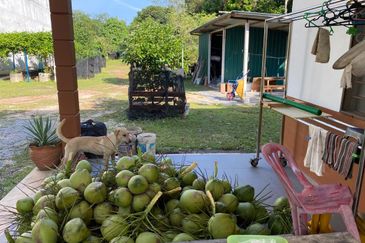 Freehold Bungalow Swiftlet House & Land Kg Panchor for Sale