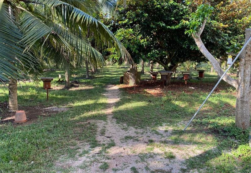 Freehold Bungalow Swiftlet House & Land Kg Panchor for Sale