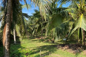 Freehold Bungalow Swiftlet House & Land Kg Panchor for Sale