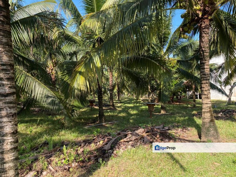 Freehold Bungalow Swiftlet House & Land Kg Panchor for Sale, Melaka, Durian Tunggal