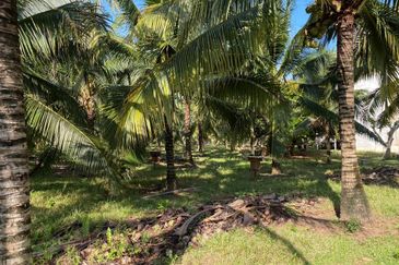 Freehold Bungalow Swiftlet House & Land Kg Panchor for Sale