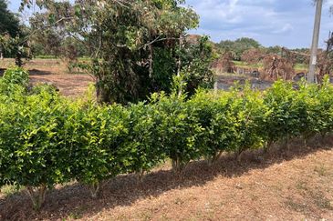 Agriculture Land Kuala Linggi Alor Gajah Melaka for Sale