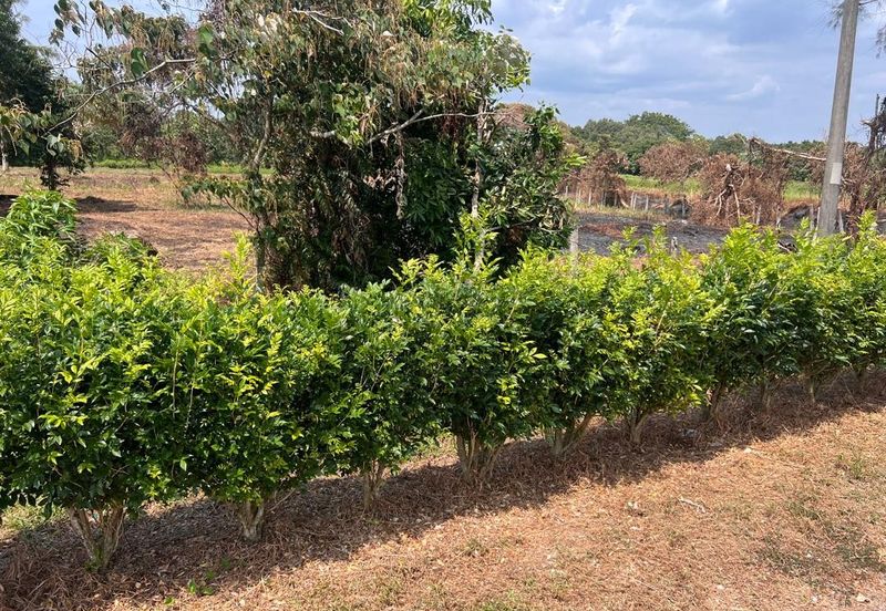 Agriculture Land Kuala Linggi Alor Gajah Melaka for Sale