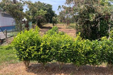 Agriculture Land Kuala Linggi Alor Gajah Melaka for Sale