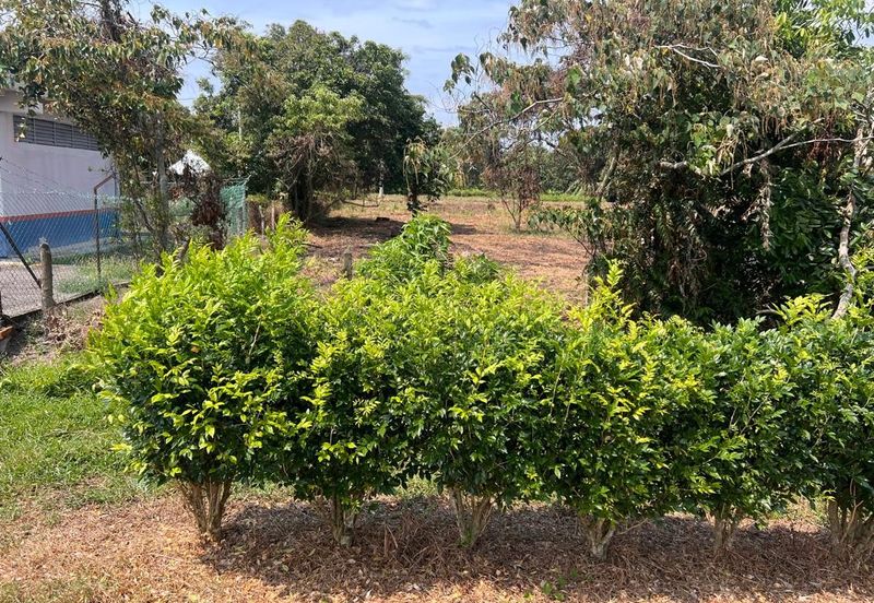 Agriculture Land Kuala Linggi Alor Gajah Melaka for Sale