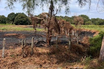 Agriculture Land Kuala Linggi Alor Gajah Melaka for Sale