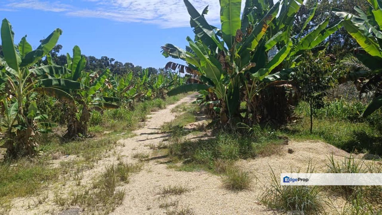 First Layer Agriculture Land with Access Road in Front., Johor, Muar