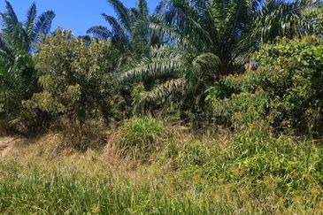 First Layer Agriculture Land with Access Road in Front.