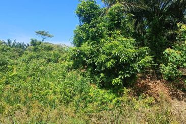 First Layer Agriculture Land with Access Road in Front.