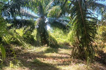 First Layer Agriculture Land with Access Road in Front.