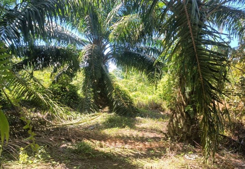 First Layer Agriculture Land with Access Road in Front.