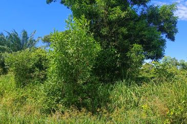 Agriculture Land at Mukim Serom Muar Johor for Sale