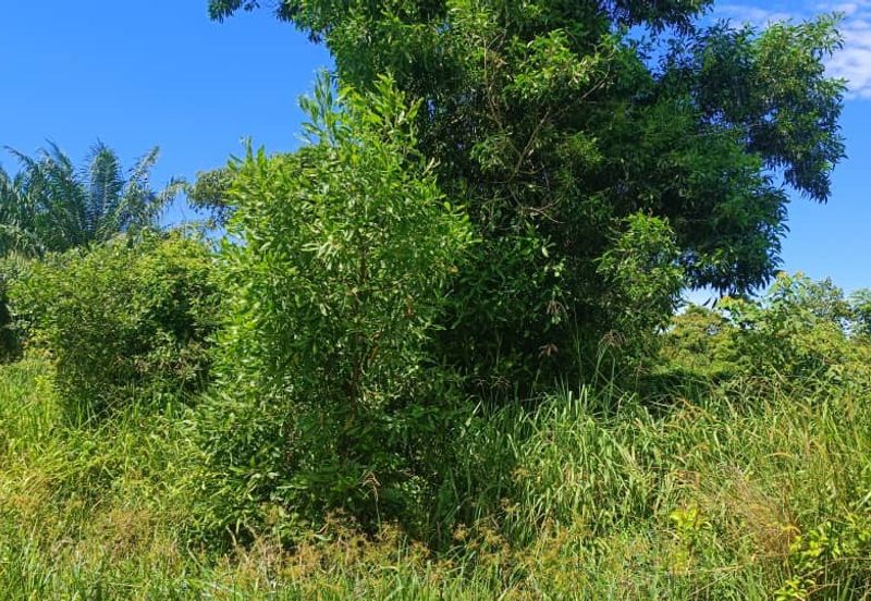 Agriculture Land at Mukim Serom Muar Johor for Sale