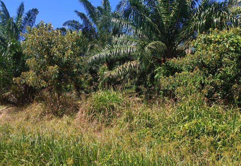 Agriculture Land at Mukim Serom Muar Johor for Sale