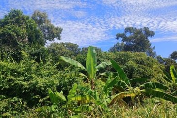 Agriculture Land at Mukim Serom Muar Johor for Sale