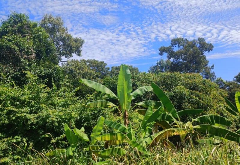 Agriculture Land at Mukim Serom Muar Johor for Sale