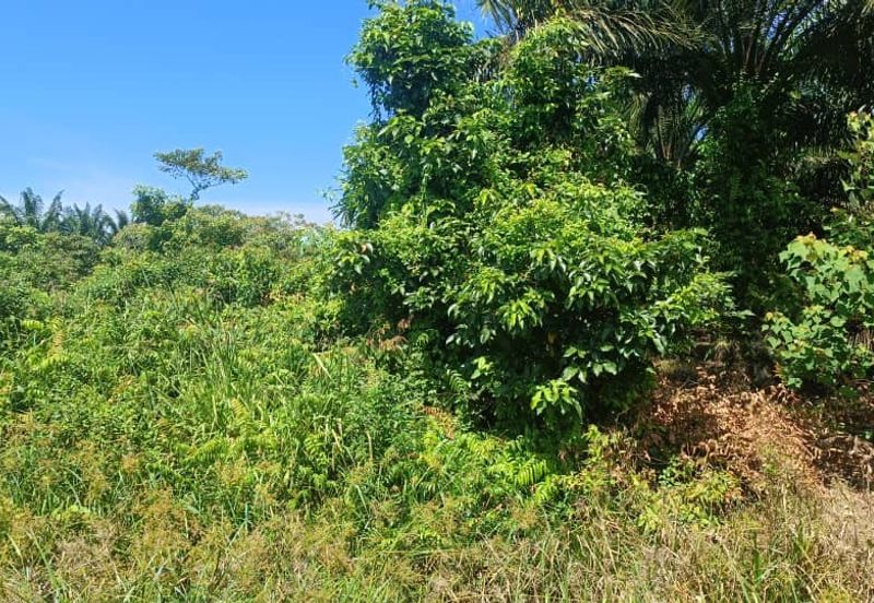 Agriculture Land at Mukim Serom Muar Johor for Sale