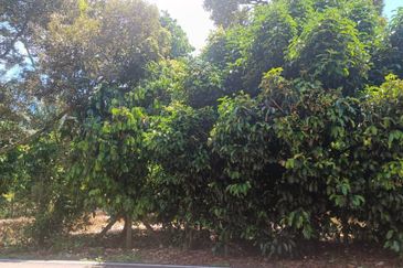 Agriculture Land at Mukim Serom Muar Johor for Sale