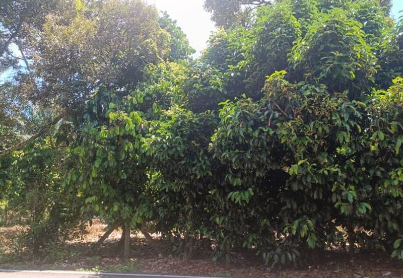 Agriculture Land at Mukim Serom Muar Johor for Sale