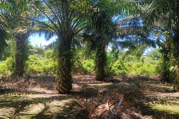 Agriculture Land at Mukim Serom Muar Johor for Sale