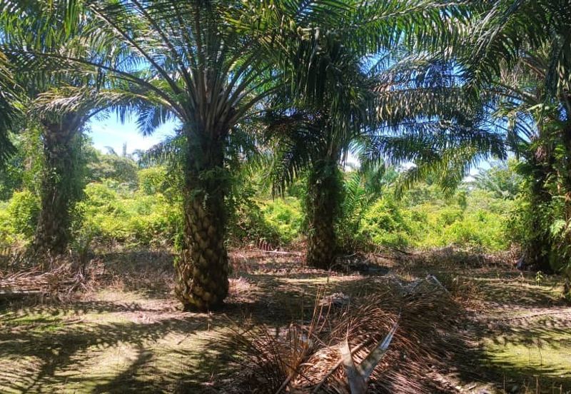 Agriculture Land at Mukim Serom Muar Johor for Sale