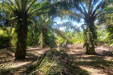 Agriculture Land at Mukim Serom Muar Johor for Sale