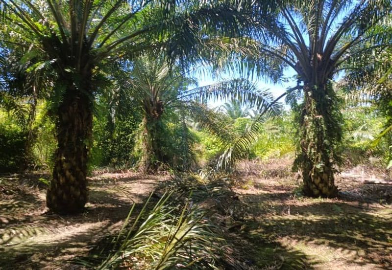 Agriculture Land at Mukim Serom Muar Johor for Sale