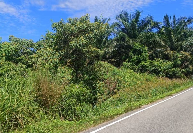 Agriculture Land at Mukim Serom Muar Johor for Sale