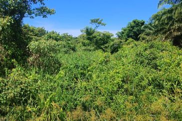 Agriculture Land at Mukim Serom Muar Johor for Sale