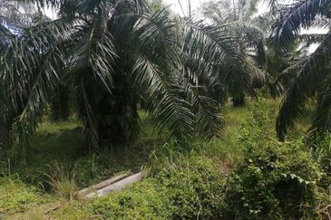Kampung Api Api