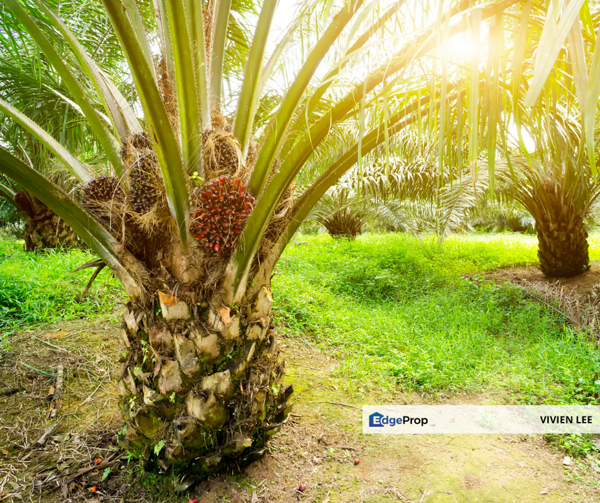 segamat, johor, Johor, Segamat