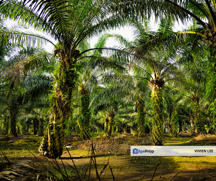 segamat, johor, Johor, Segamat