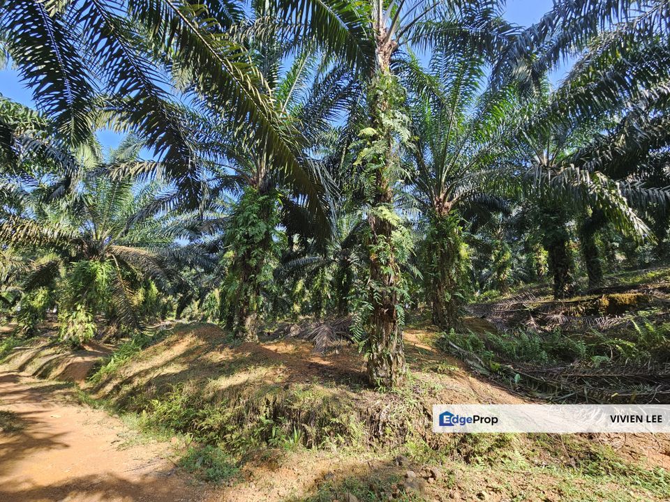 Palm oil Land, Sungkai, Perak (80 acres), Perak, Sungkai