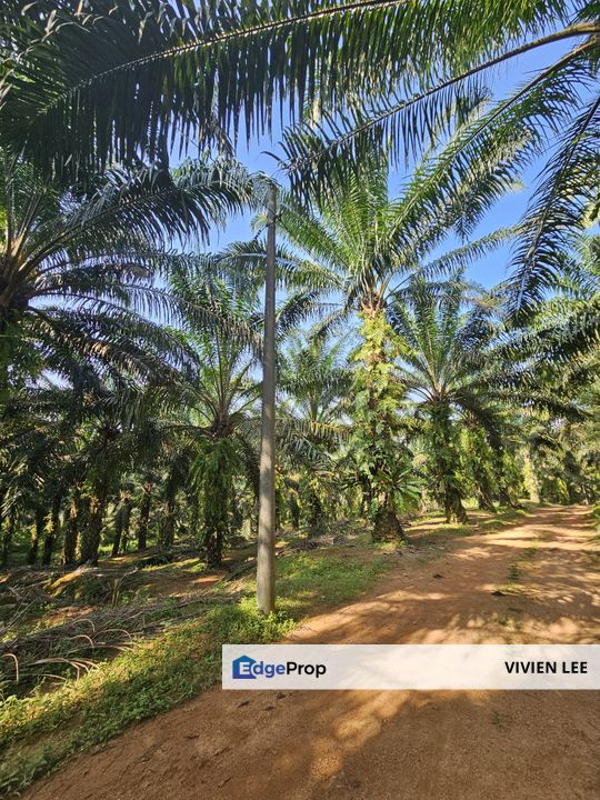Palm oil Land, Sungkai, Perak (80 acres), Perak, Sungkai