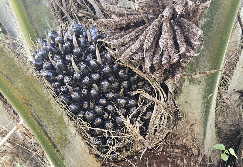 Palm Oil Land, Temoh, Tapah, Perak (29 acres)