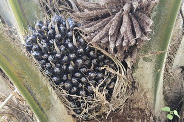 Palm Oil Land, Temoh, Tapah, Perak (29 acres)