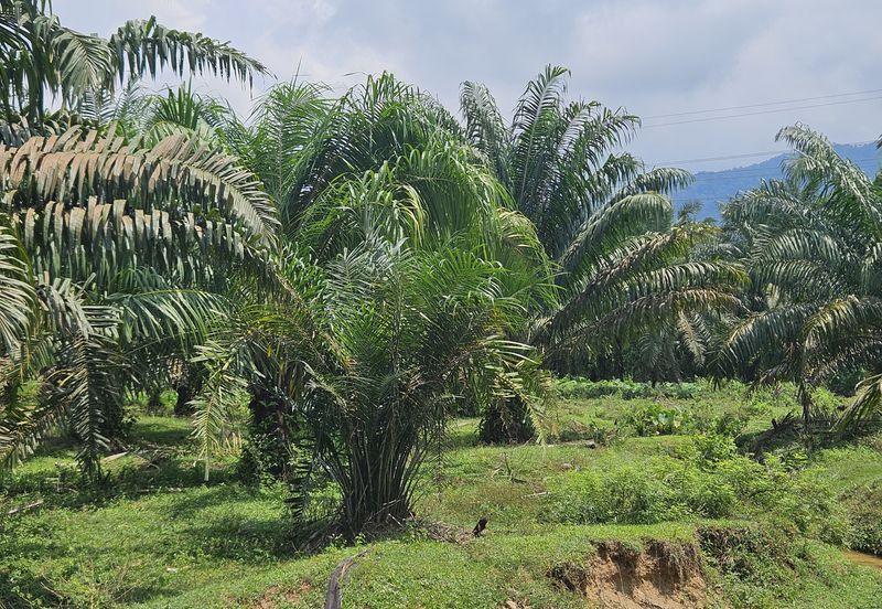 Palm Oil Land, Temoh, Tapah, Perak (29 acres)