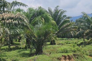 Palm Oil Land, Temoh, Tapah, Perak (29 acres)
